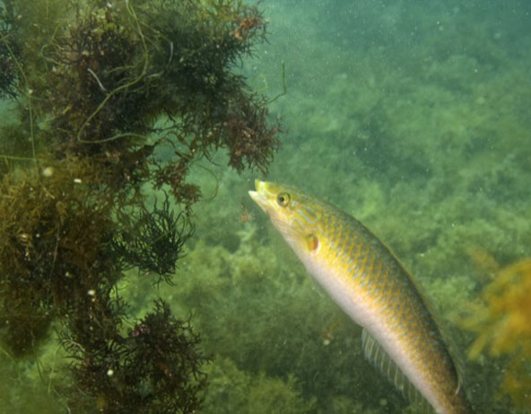 The Uses of Seaweed as Fish Feed